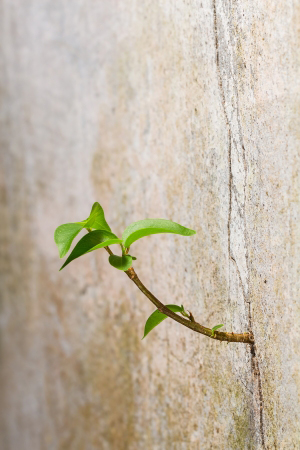 OP Painting Repair Cracks and Holes on Your Walls